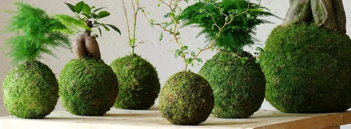 Kokedama - záhradka na povrázku