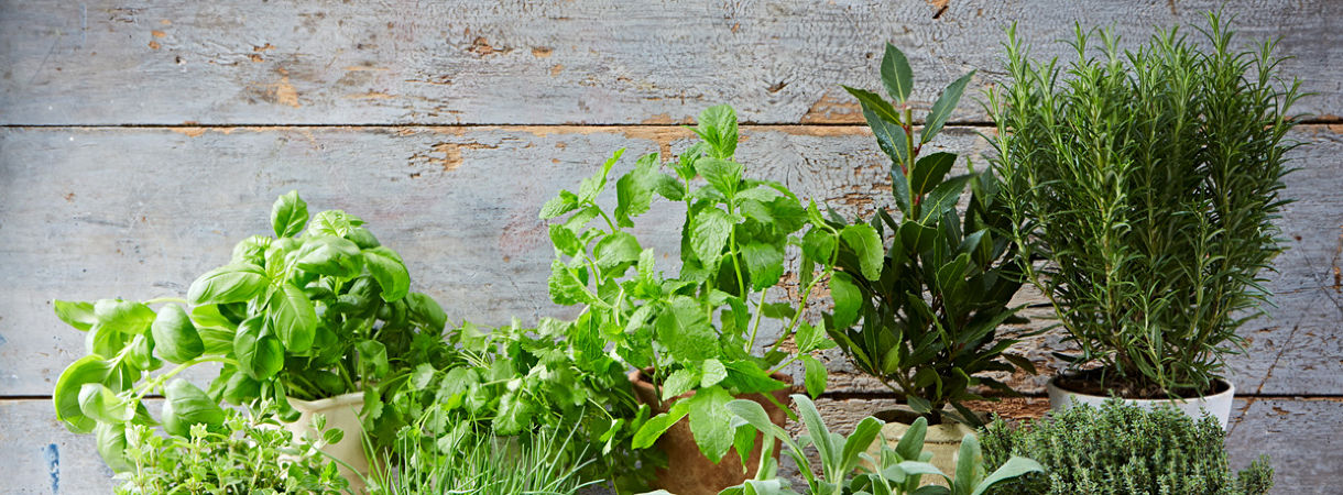 Vypestujte si bylinky doma či na balkóne