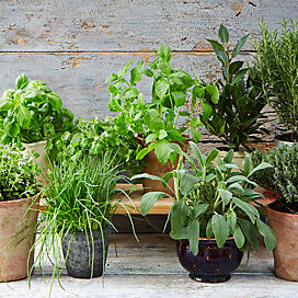 Vypestujte si bylinky doma či na balkóne