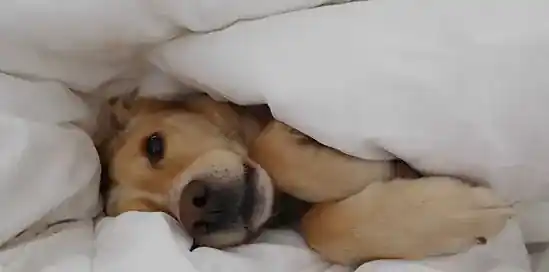 Biano Blogger: Cestovať so psíkom nemusí byť príťažou