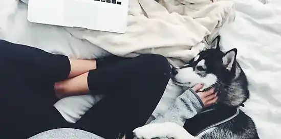 Vyskúšané tipy pre čisté a útulné bývanie so psami