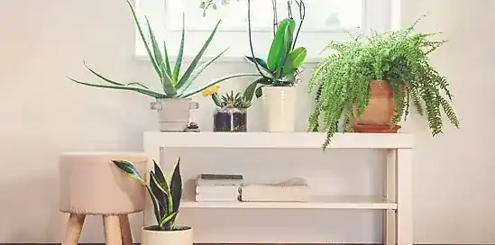 Dnes radí Majka: Vpustite prírodu do svojho domova - pestujte rastliny