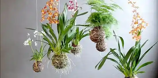Kokedama - záhradka na povrázku