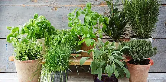 Vypestujte si bylinky doma či na balkóne