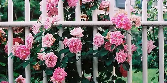 Plot ako dekorácia, nie len hranica I.