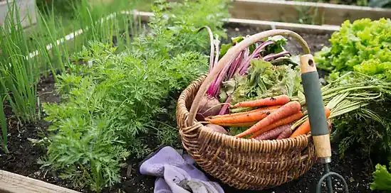 5 tipov pre ekologickejšiu domácnosť