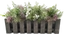 drevené