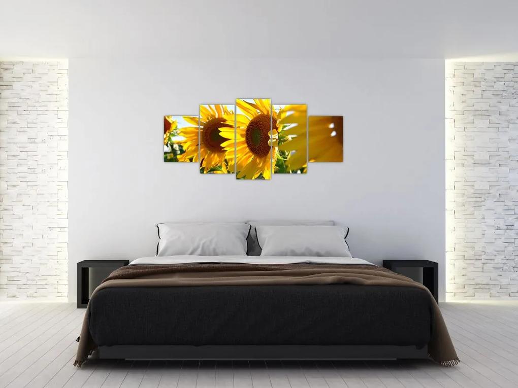 Obraz slnečníc na stenu