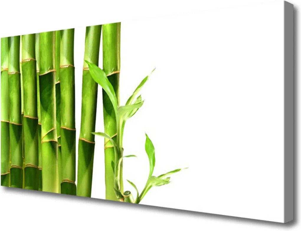 Obraz na plátně Skleněný bambus rostlina