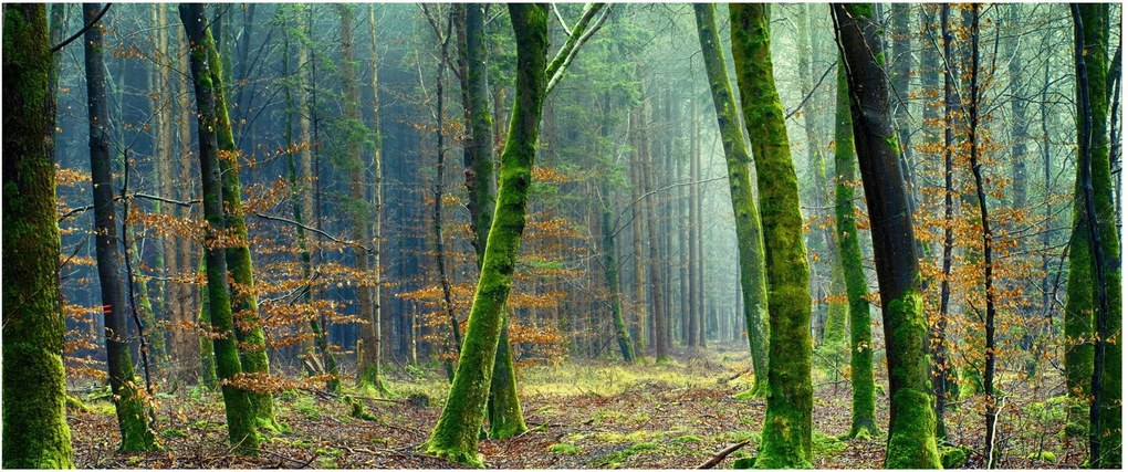 Obraz lesa (120x50 cm)