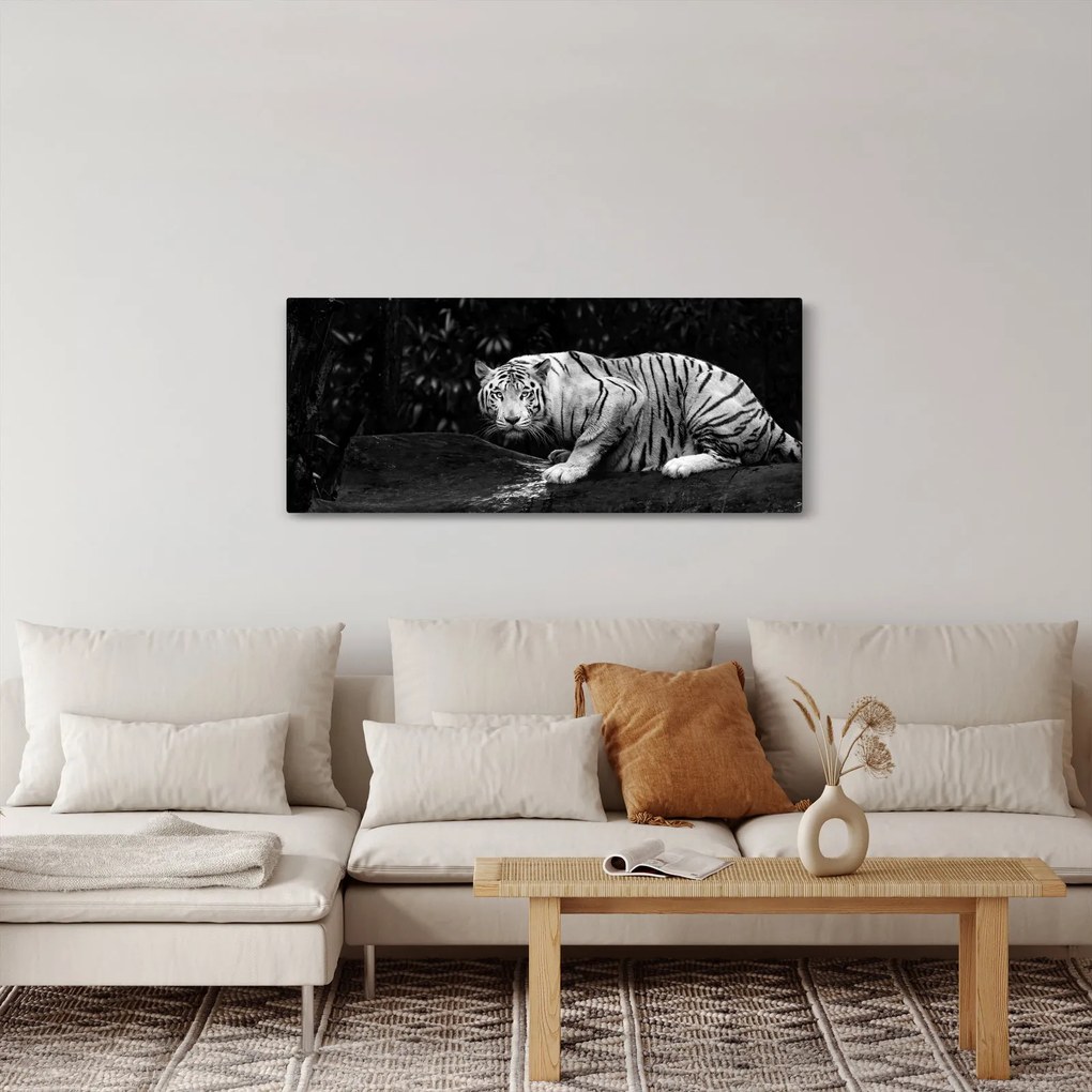 Obraz - Tiger albín, čiernobiely (120x50 cm)