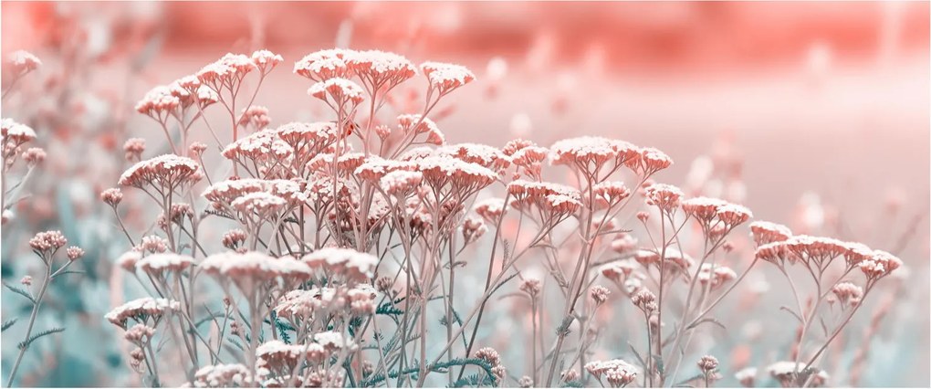 Obraz - Lúčne kvety (120x50 cm)