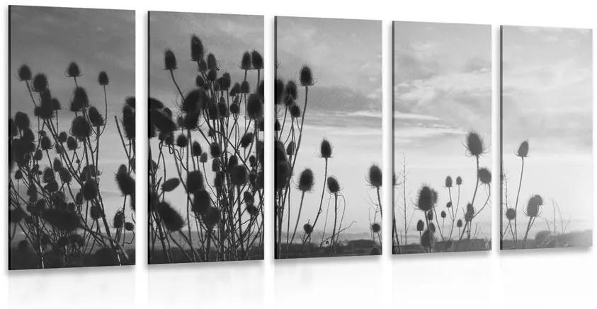 5-dielny obraz steblá trávy na poli v čiernobielom prevedení - 100x50