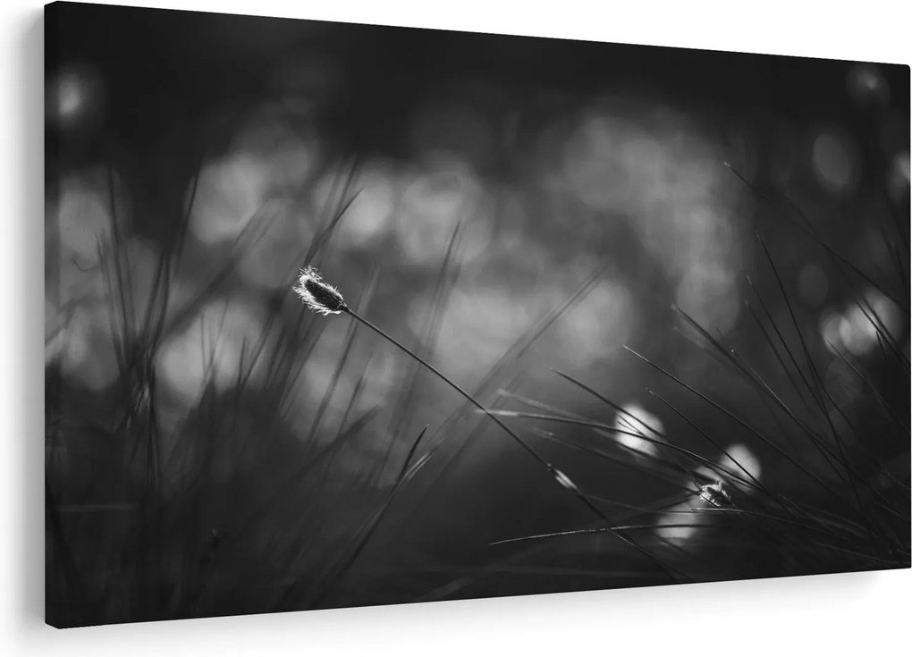 Obraz - Lúčna tráva (90x60 cm)