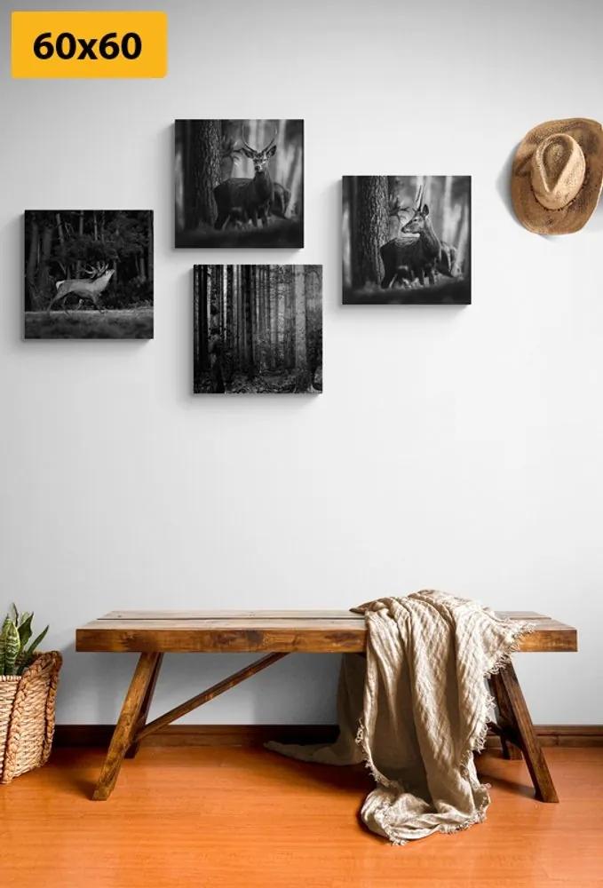 Set obrazov lesné zvieratá v čiernobielom prevedení - 4x 60x60