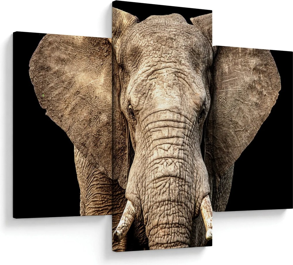 Obraz - Slon africký (90x60 cm)
