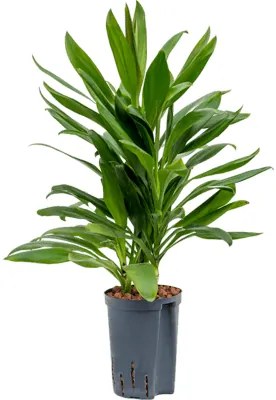 Cordyline Glauca 15/19 výška 40 cm