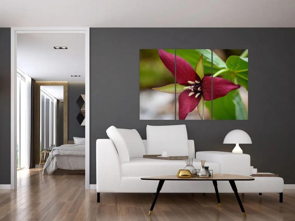 Kvitnúca rastlina - obrazy do domu