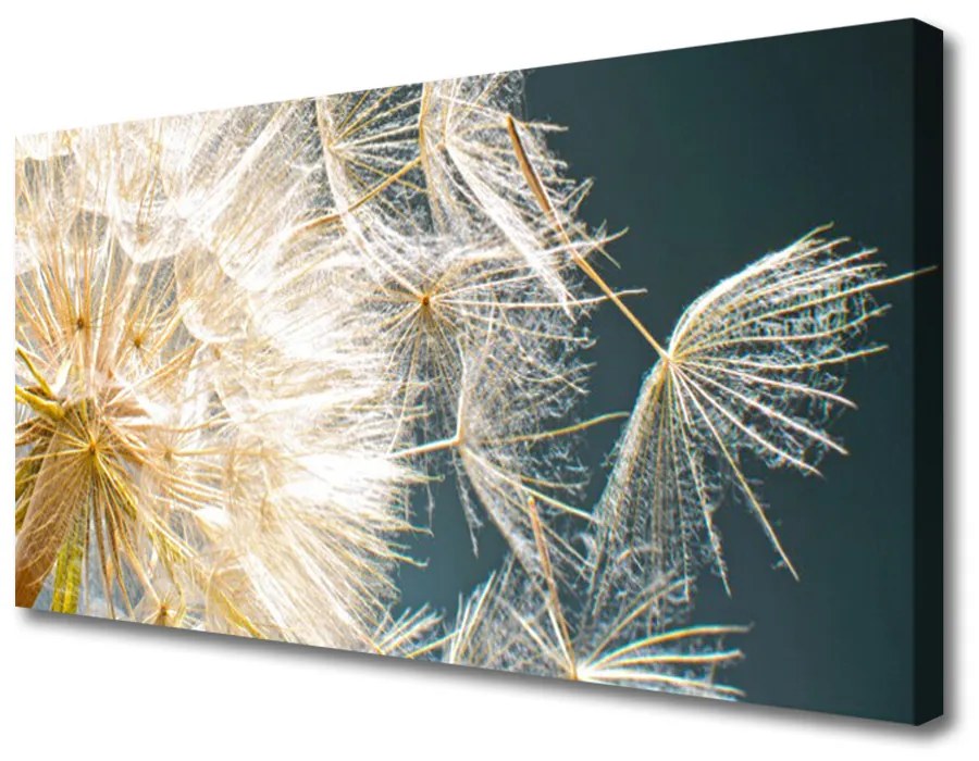 Obraz Canvas Púpava rastlina 120x60 cm