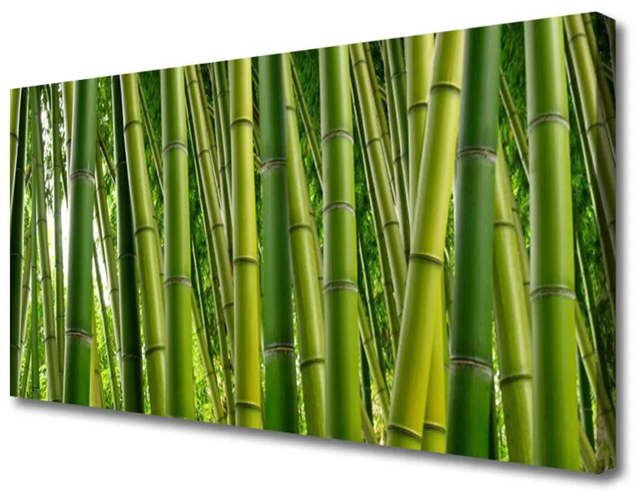 Obraz Canvas Bambusový les bambusové výhonky 120x60cm