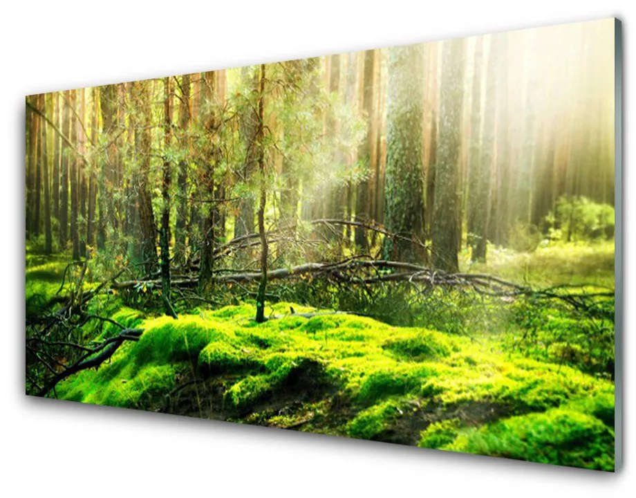 Obraz na skle Mech les príroda 140x70 cm