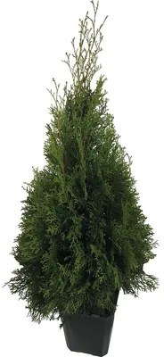Tuja západná FloraSelf Thuja occidentalis 'Smaragd' výška 60-80 cm v click kvetináči