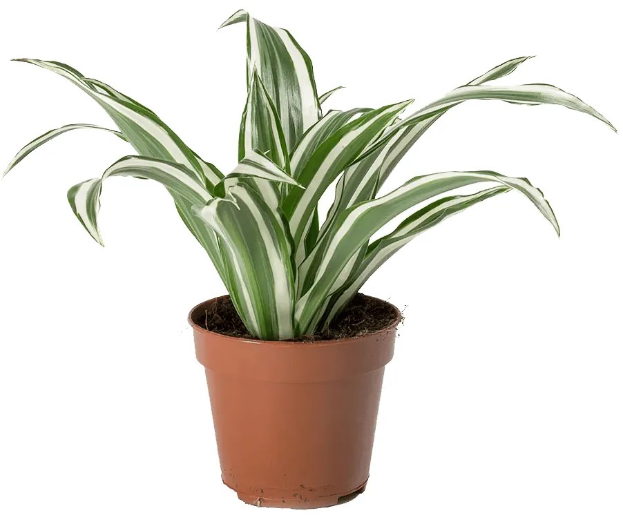 Dracena - Dracaena fragrans "White stripe" 12x30 cm