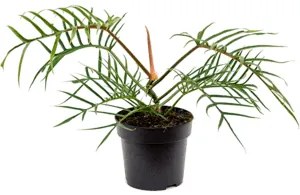 Philodendron Polypodioides Tortum Bush 19x45 cm