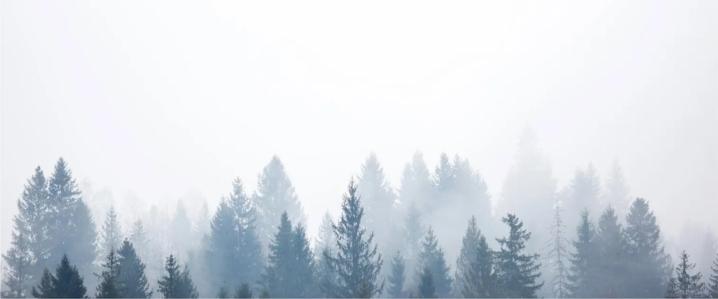 Obraz - Zahmlený les (120x50 cm)