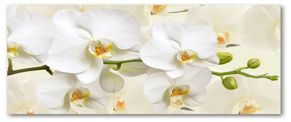 Foto obraz akrylový Orchidea pl-oa-125x50-f-123330197