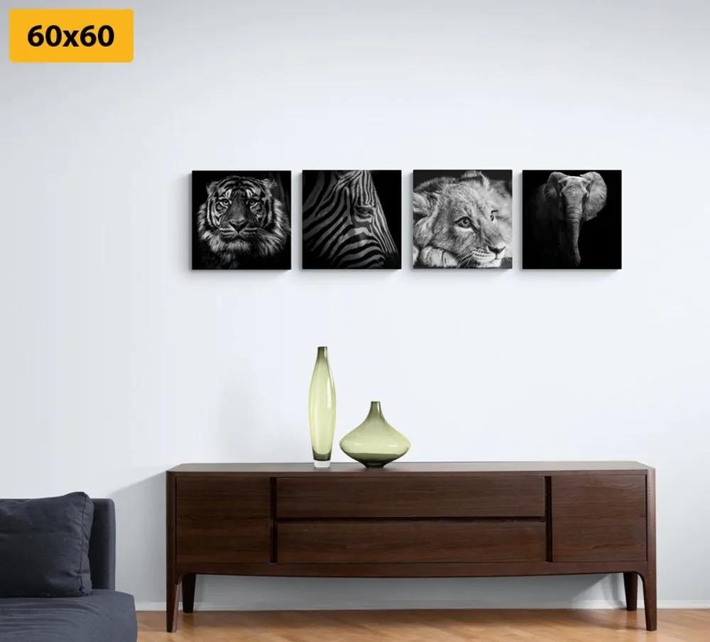 Set obrazov divoké zvieratá v čiernobielom prevedení - 4x 40x40