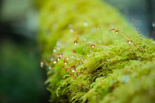 Fotografia Close-up Moss with the dropped water, Namthip Muanthongthae, (40 x 26.7 cm)