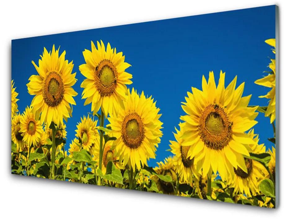 Obraz na skle Slnečnicami rastlina 125x50 cm
