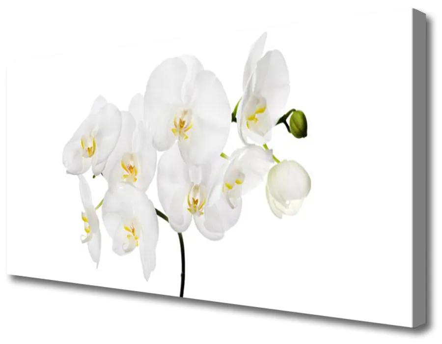 Obraz Canvas Biela orchidea kvety 125x50 cm