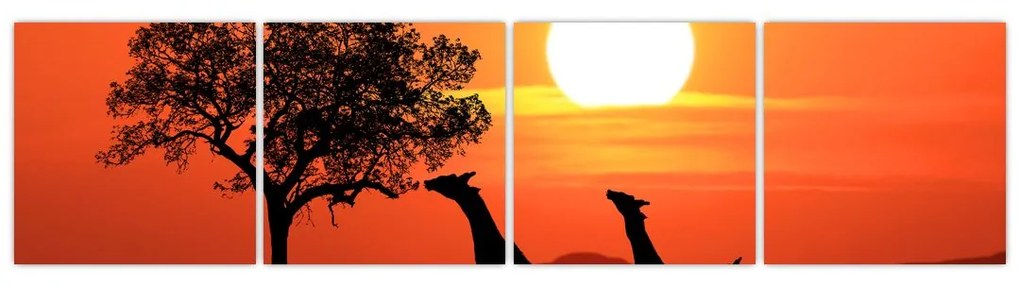 Obraz žirafy pri západe slnka