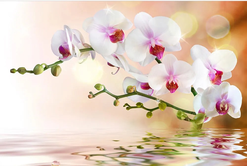 Dimex SK Fototapeta Biela Orchidea 3 rôzne rozmery S - š-150 x v-250 cm