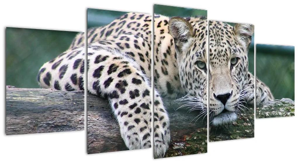 Obraz leopard