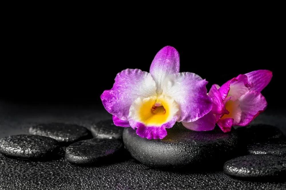 Fototapeta orchidea na Zen kameňoch - 225x150