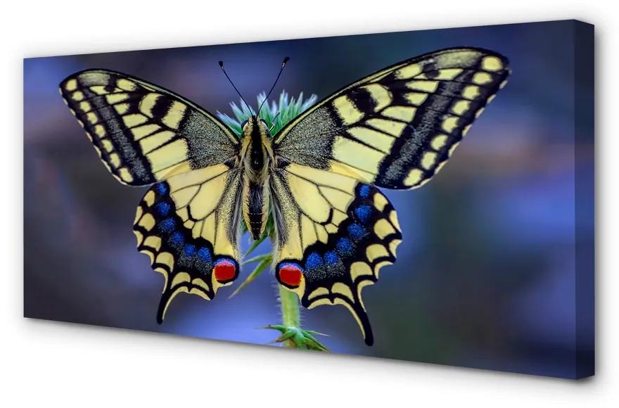 Obraz na plátne Motýľ na kvetine 140x70 cm