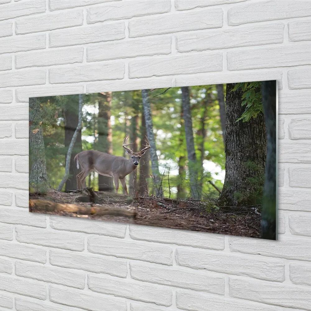 Sklenený obraz jeleň lesný 125x50 cm