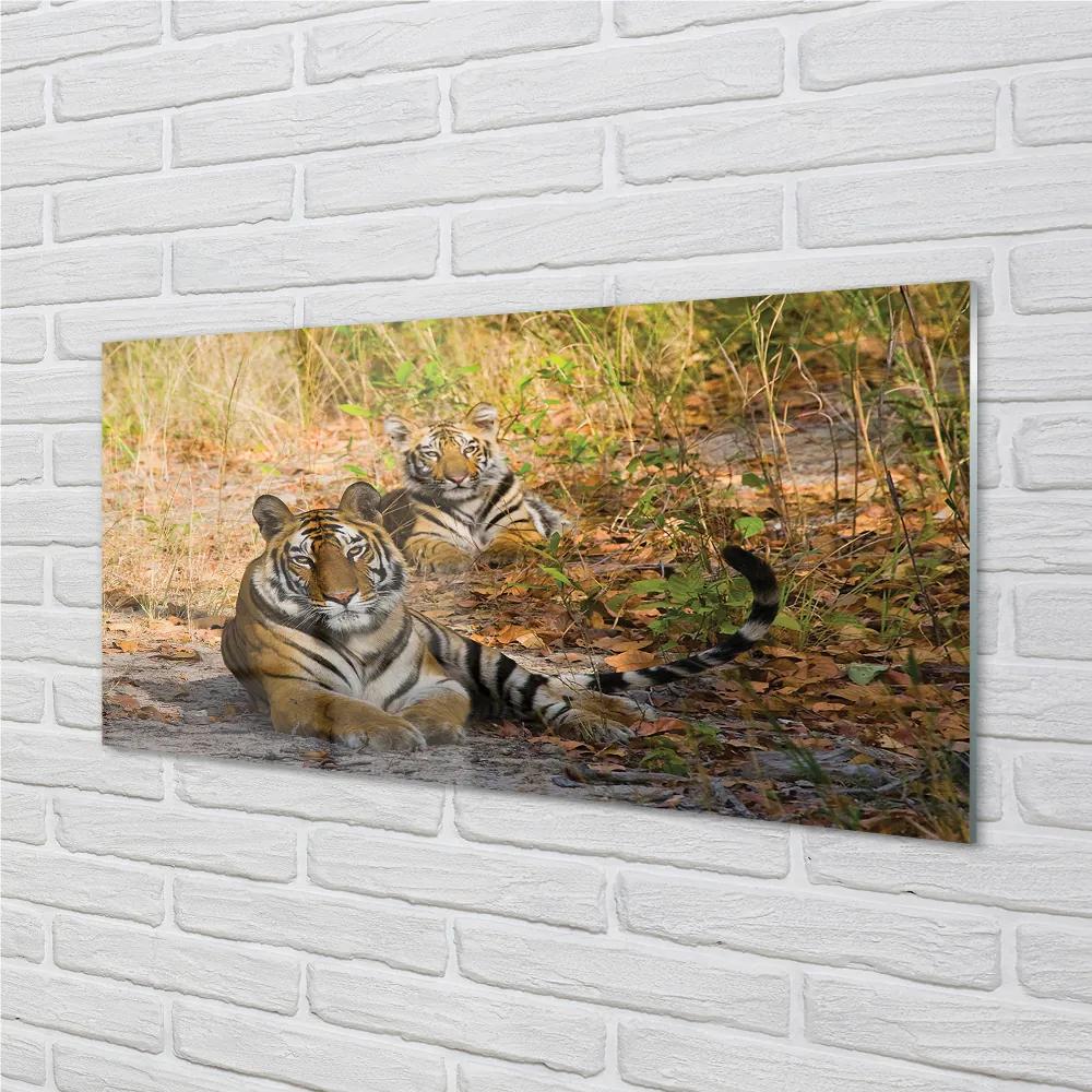 Obraz na akrylátovom skle Tigers 100x50 cm