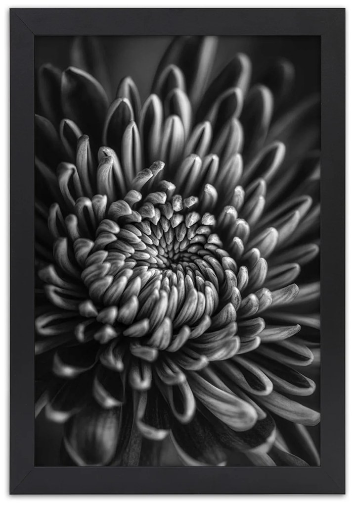 Gario Plagát Čiernobiely kvet Farba rámu: Bez rámu, Rozmery: 20 x 30 cm