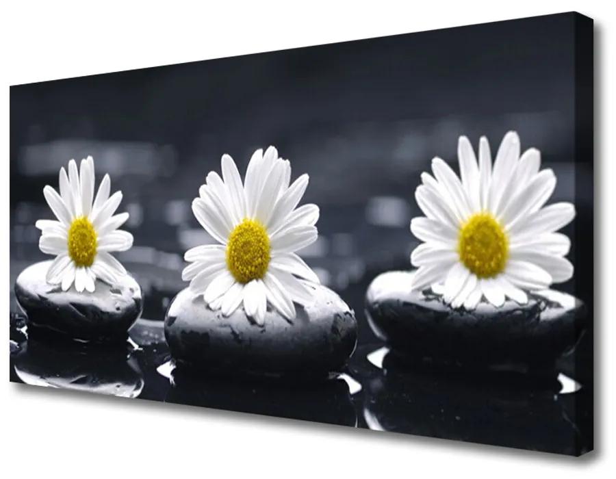 Obraz na plátne Sedmokráska kamene rastlina 100x50 cm