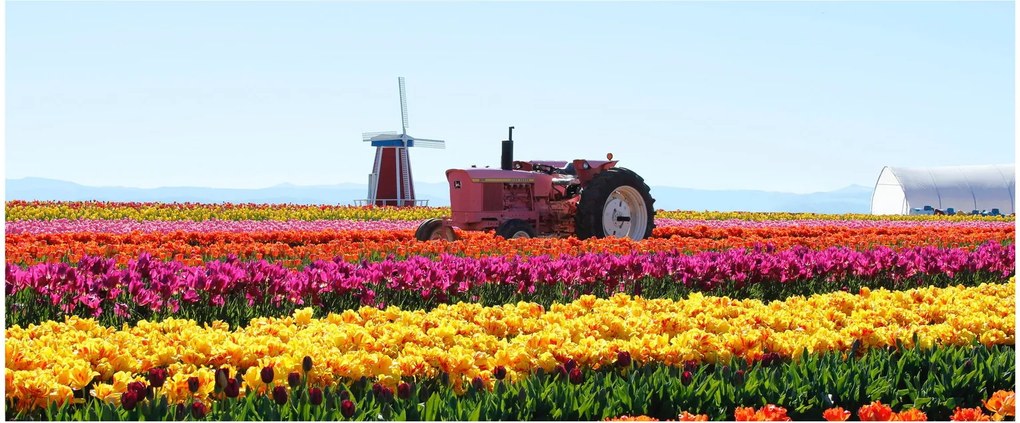 Obraz tulipánové farmy (120x50 cm)