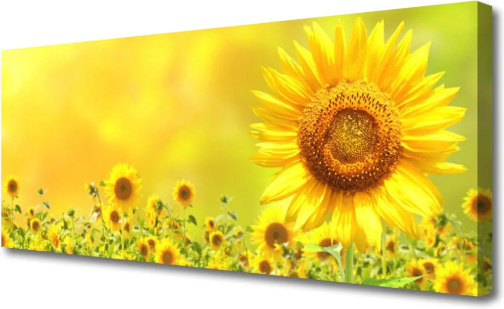 Obraz Canvas Slunečnice květ rostlina
