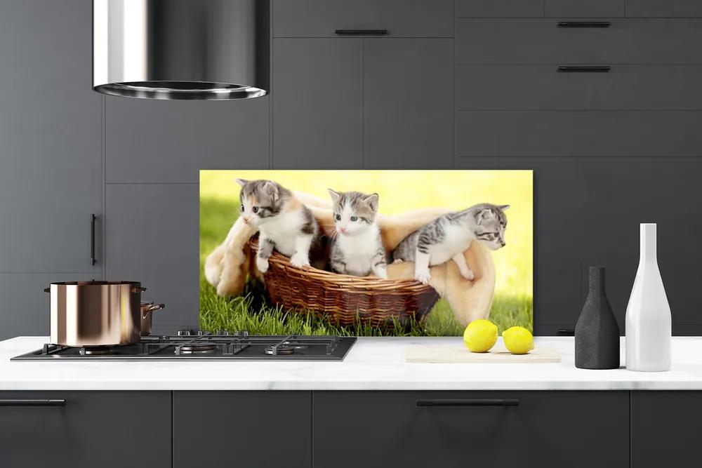 Sklenený obklad Do kuchyne Mačky zvieratá 100x50 cm
