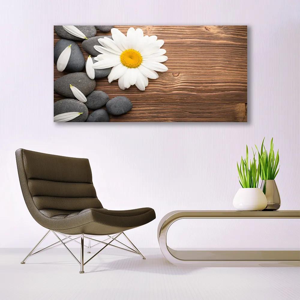 Obraz plexi Sedmokráska kamene rastlina 120x60 cm