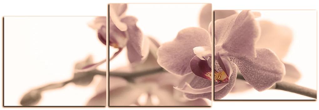 Obraz na plátne - Orchidea kvet izolovaná na bielom pozadí - panoráma 5222FE (150x50 cm)