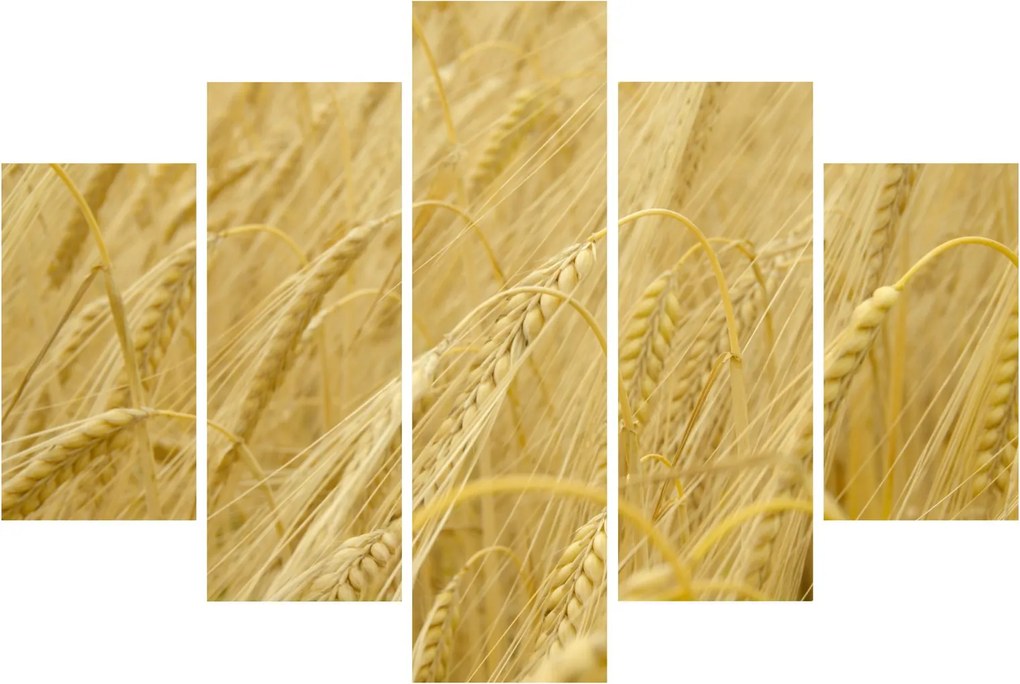 Obraz - Jačmeň (150x105 cm)
