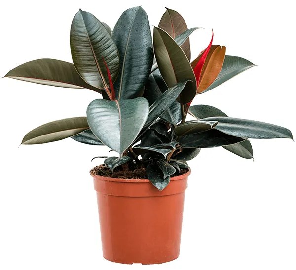 Ficus elastica Abidjan 21x60 cm